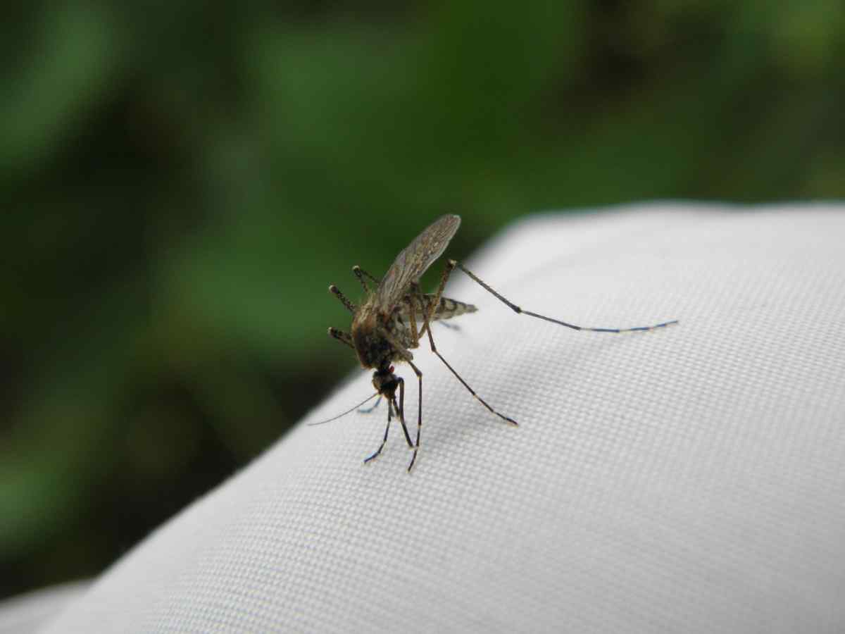 Mosquito 2437897 1280