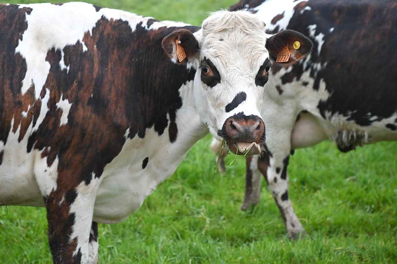 Cow 7957275 1280