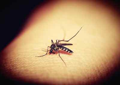 Mosquitoe 1548975 1280